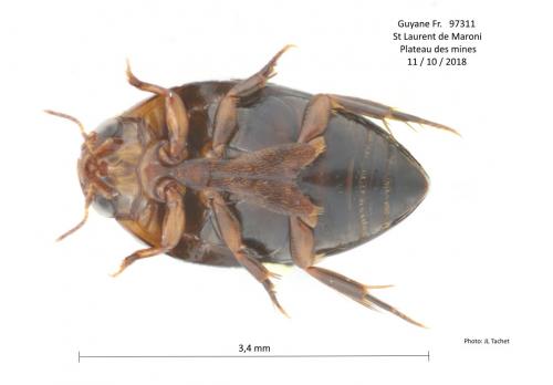 Agabinae